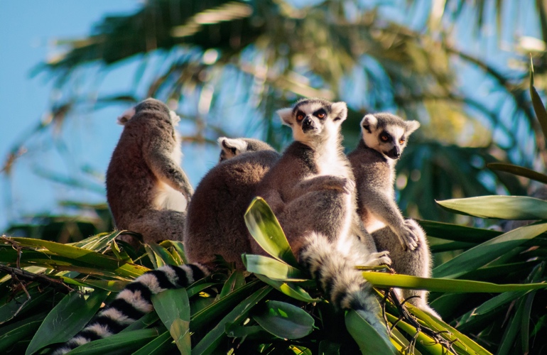 madagascar lemurs