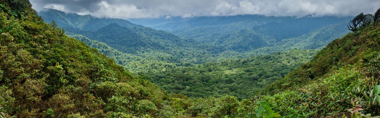 Rainforest in San José | TheList.Travel